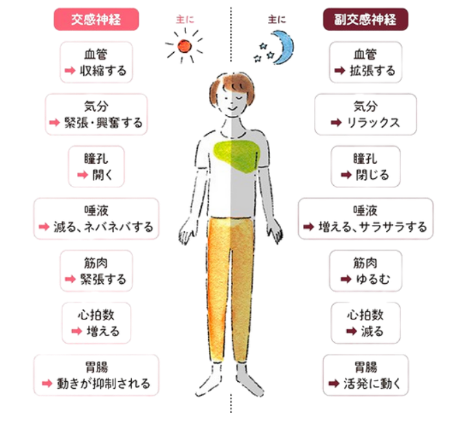 交感神経と副交感神経の図